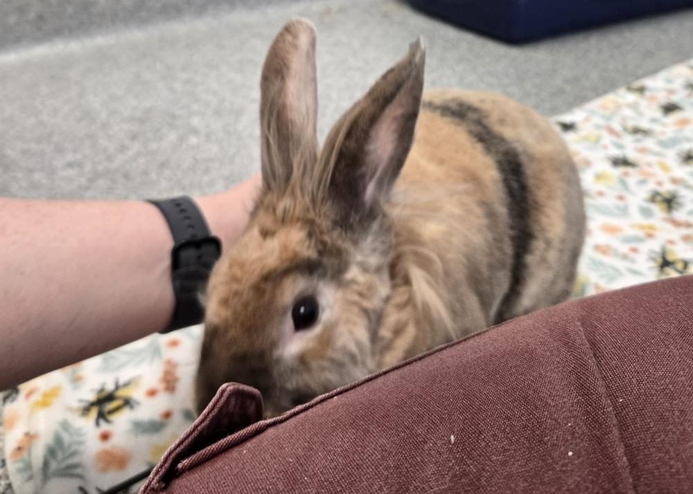 Enlarge Firecracker, a Adoptable Lionhead in Westford, MA image 5/6