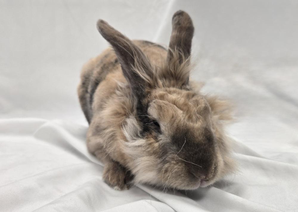 Enlarge Firecracker, a Adoptable Lionhead in Westford, MA image 6/6