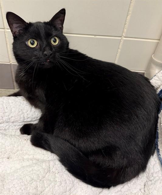 SHADE, Adoptable, Adult Female Domestic Short Hair.