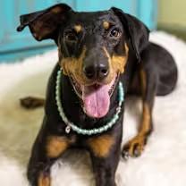 Carmilla, Adoptable, Adult Female Doberman Pinscher.