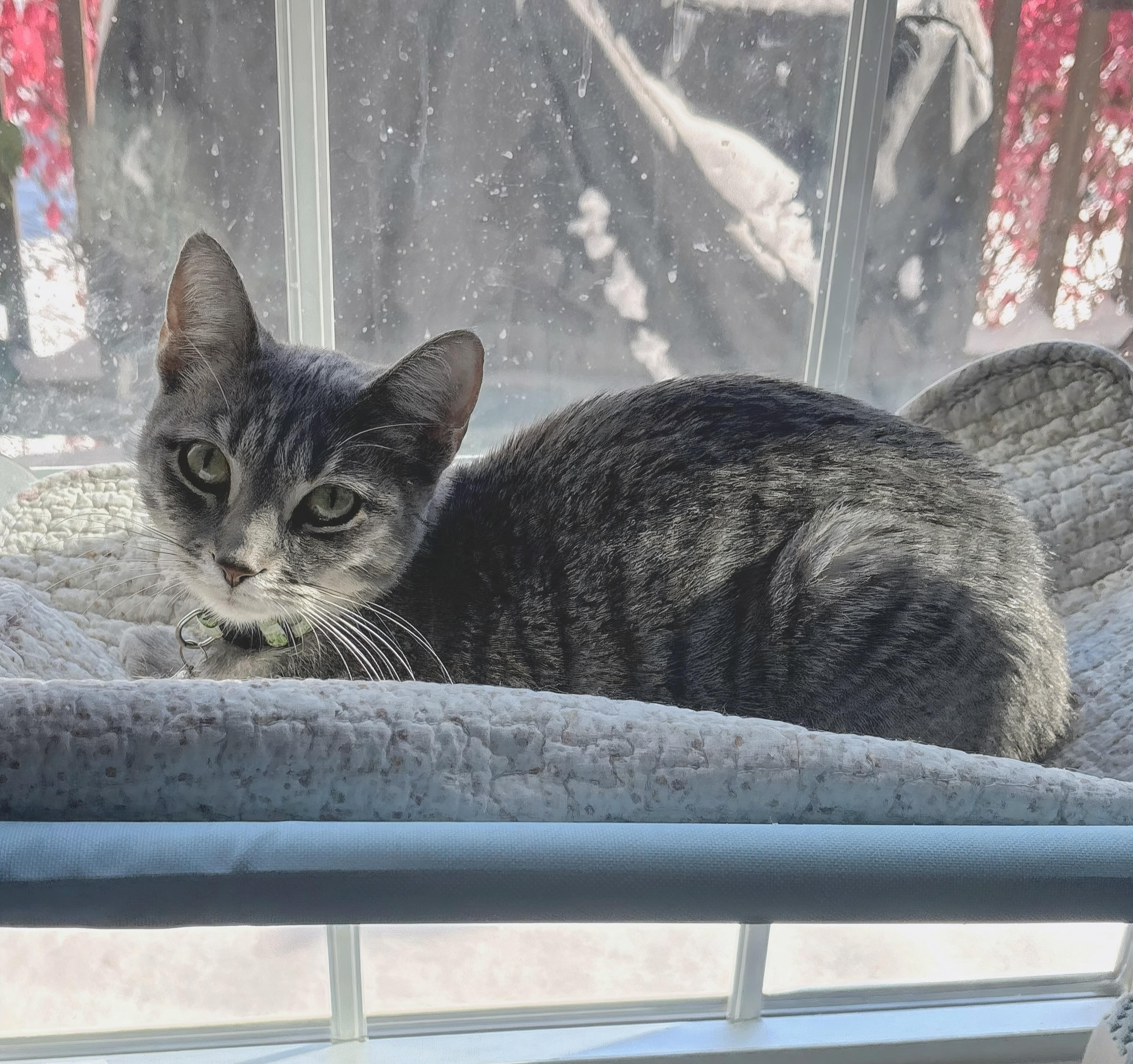 Enlarge Belovedth Tessa, an adopted mixed breed in St Charles, IL image 6/6