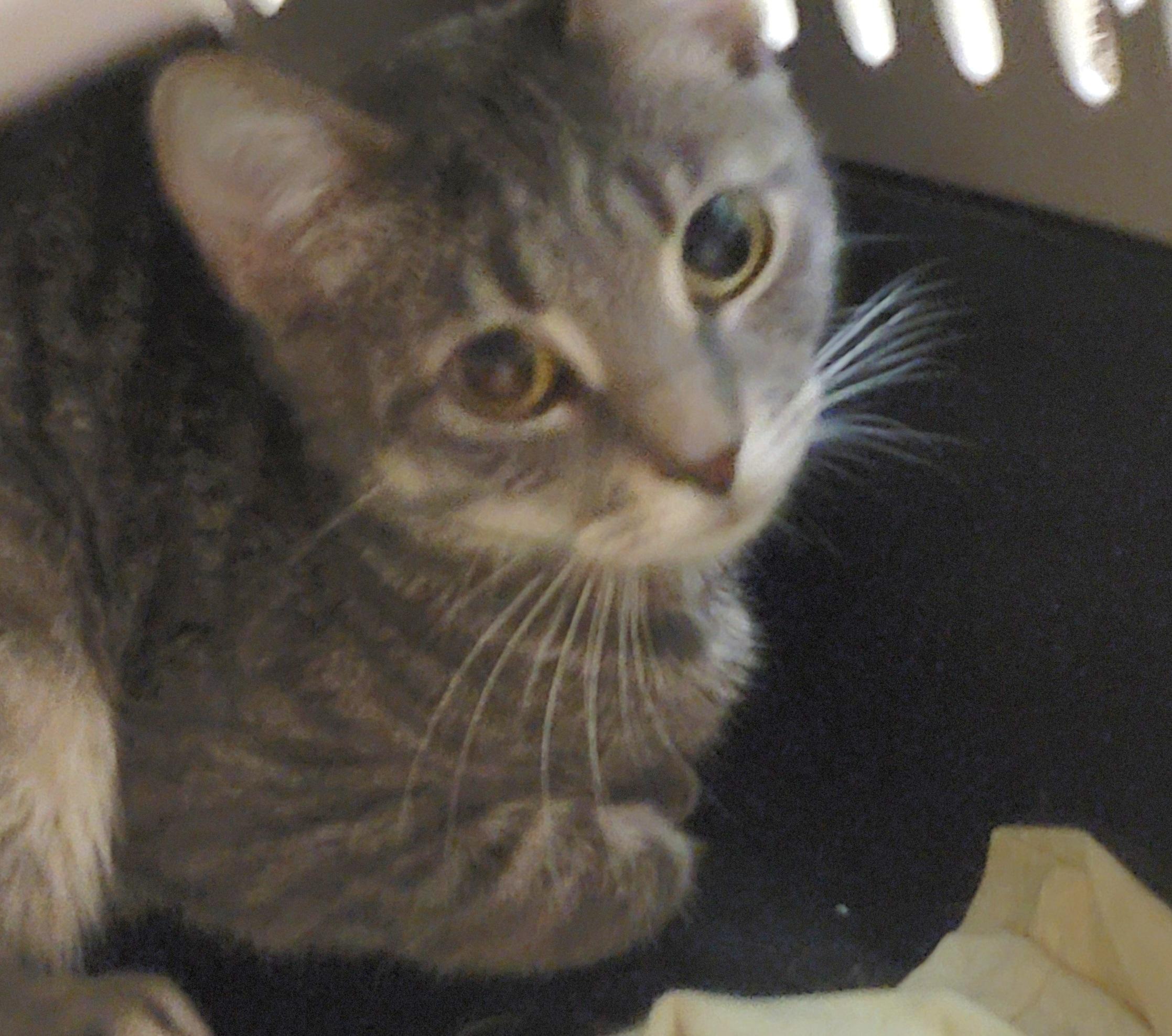 Enlarge Belovedth Tessa, an adopted mixed breed in St Charles, IL image 3/6