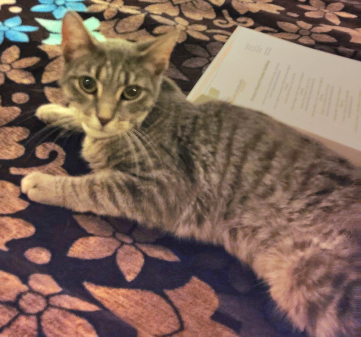 Enlarge Belovedth Tessa, an adopted mixed breed in St Charles, IL image 2/6