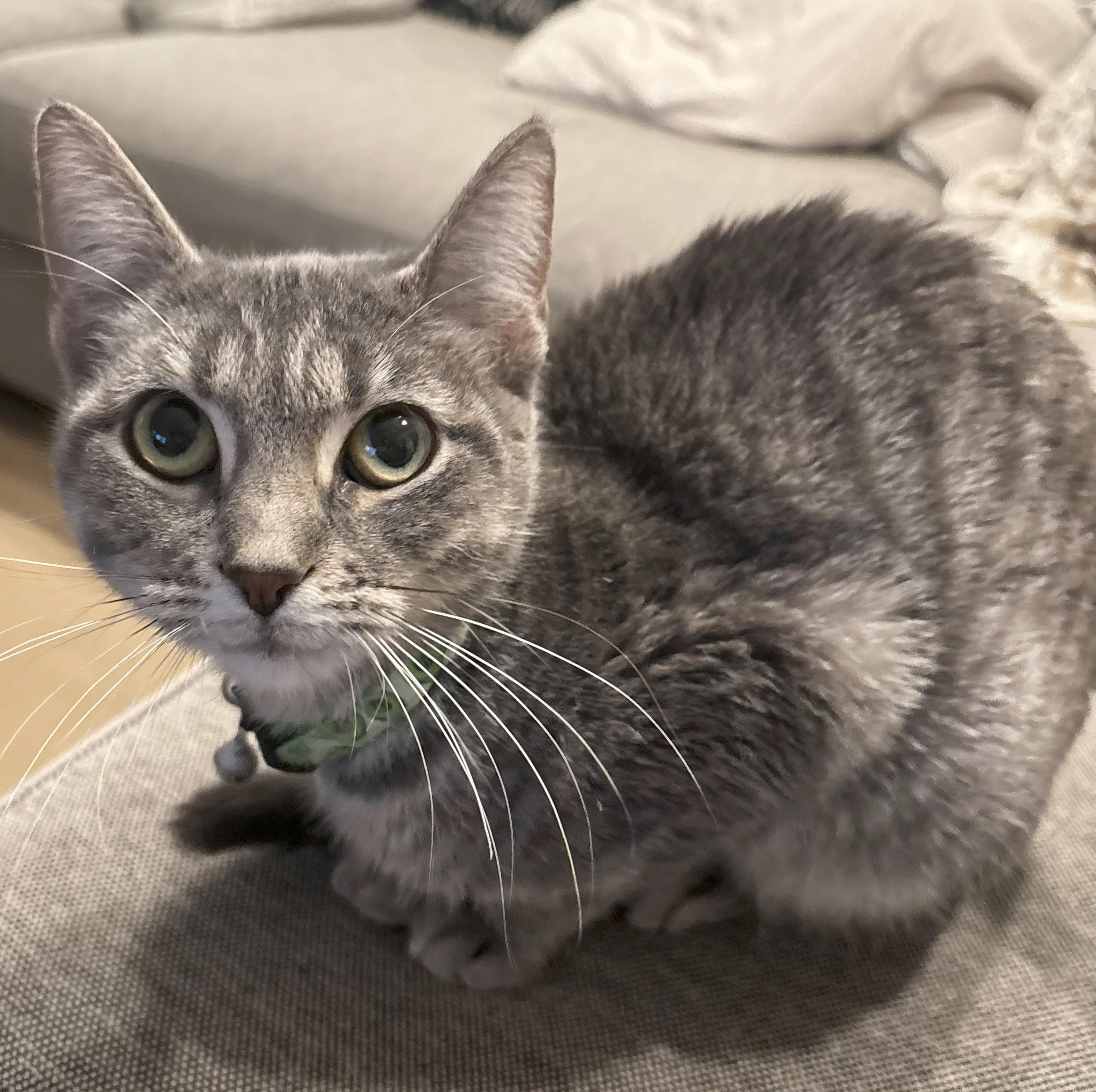 Enlarge Belovedth Tessa, an adopted mixed breed in St Charles, IL image 1/6