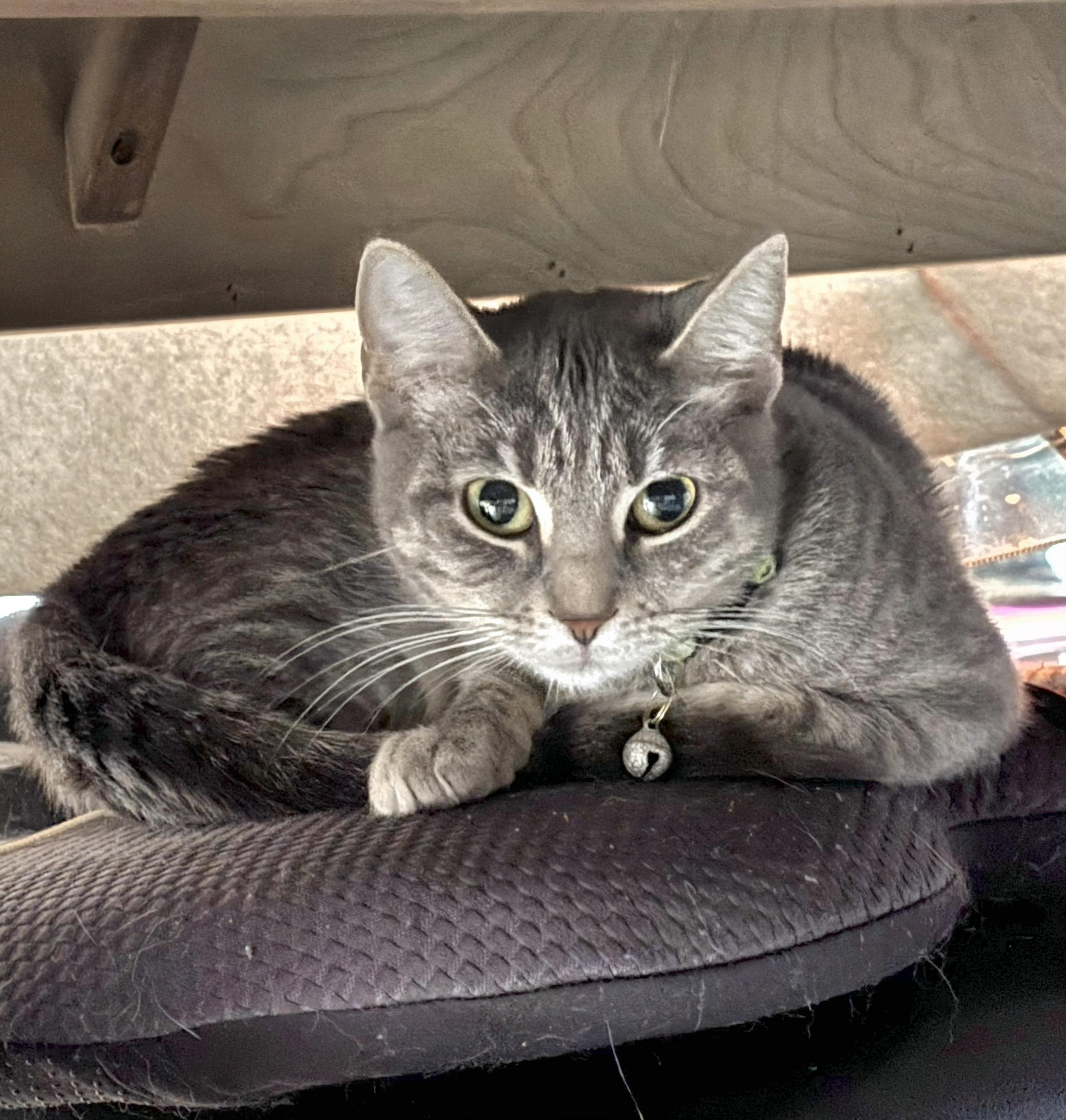 Enlarge Belovedth Tessa, an adopted mixed breed in St Charles, IL image 5/6