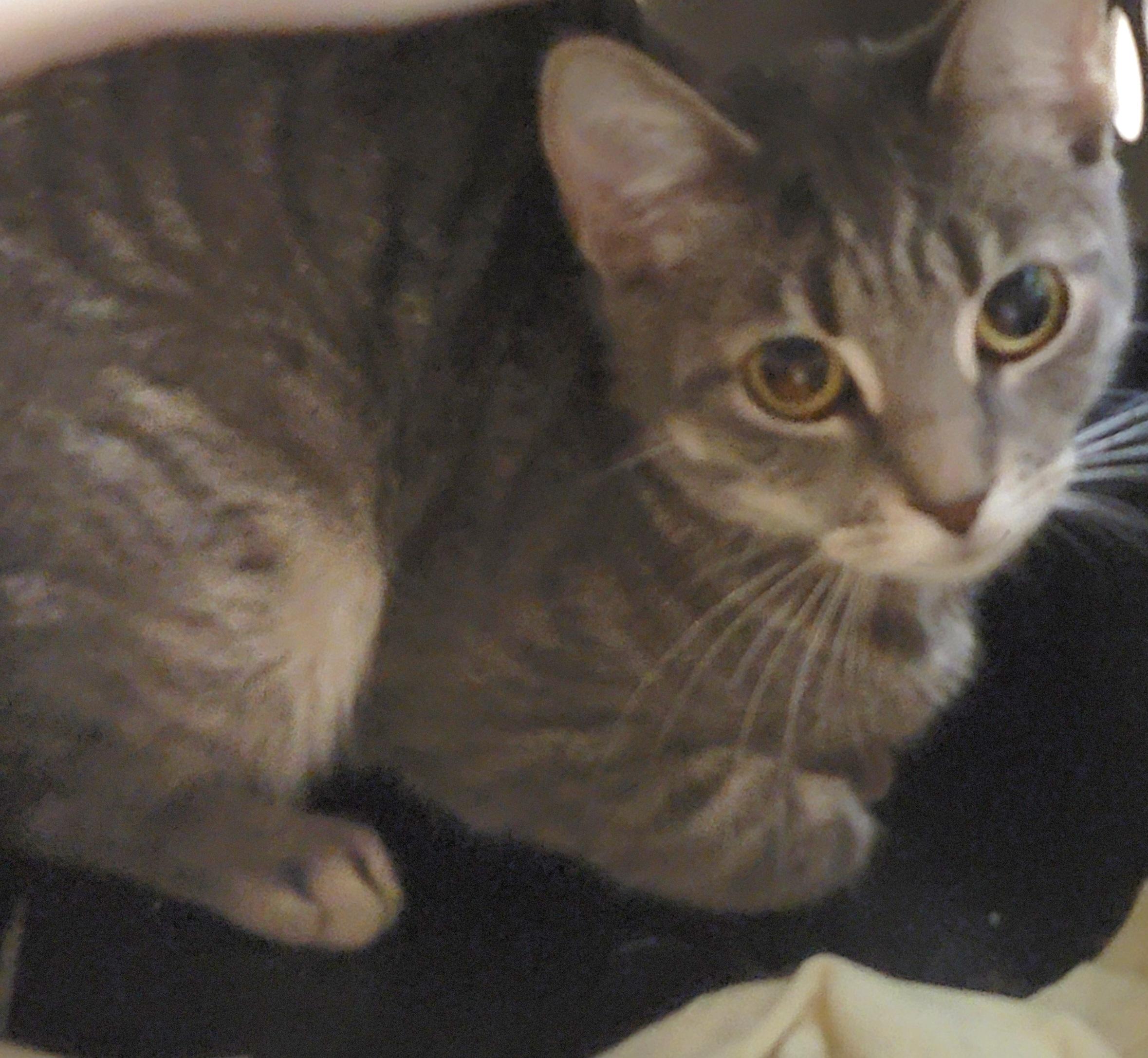 Enlarge Belovedth Tessa, an adopted mixed breed in St Charles, IL image 4/6