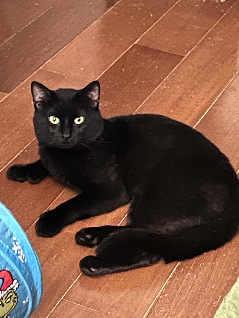 Licorice, Adoptable, Adult Male Domestic Short Hair.