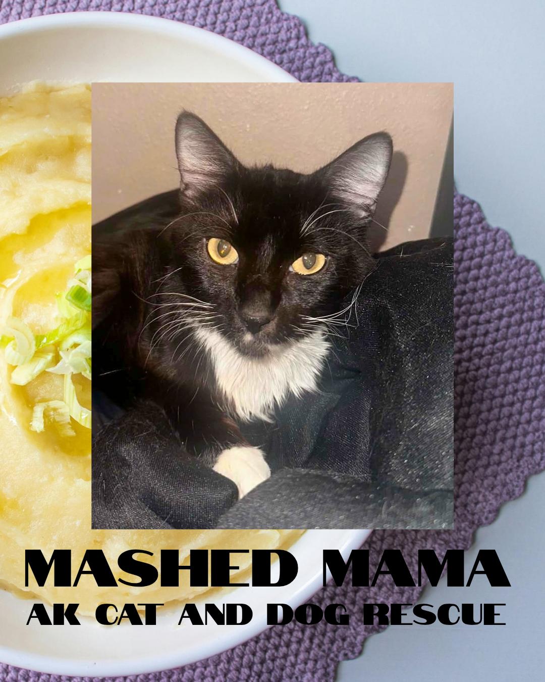 Enlarge Mashed Mama, a Adoptable mixed breed in Wasilla, AK image 1/1