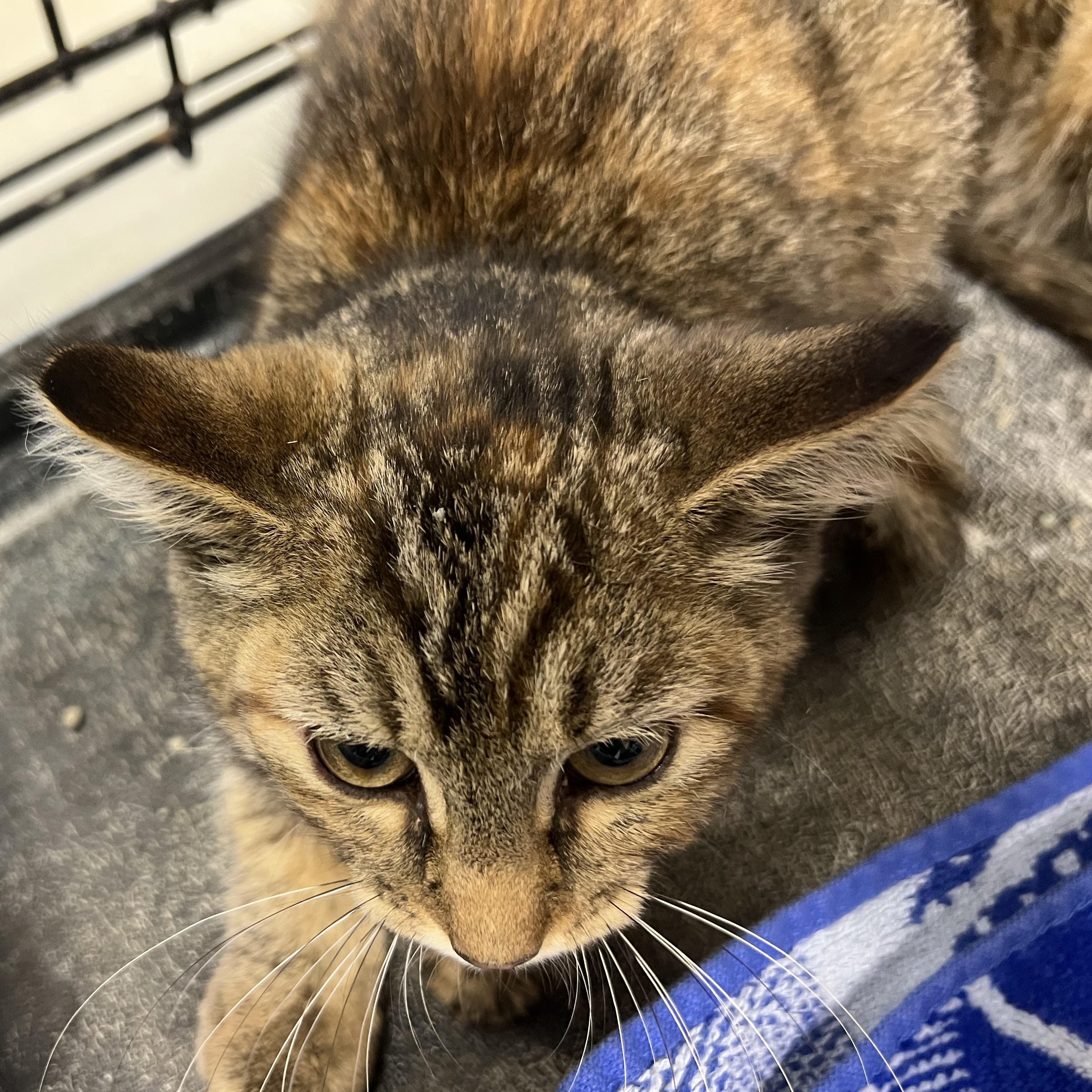 Enlarge Snickers, a Adoptable Domestic Short Hair in Avon, NY image 3/3