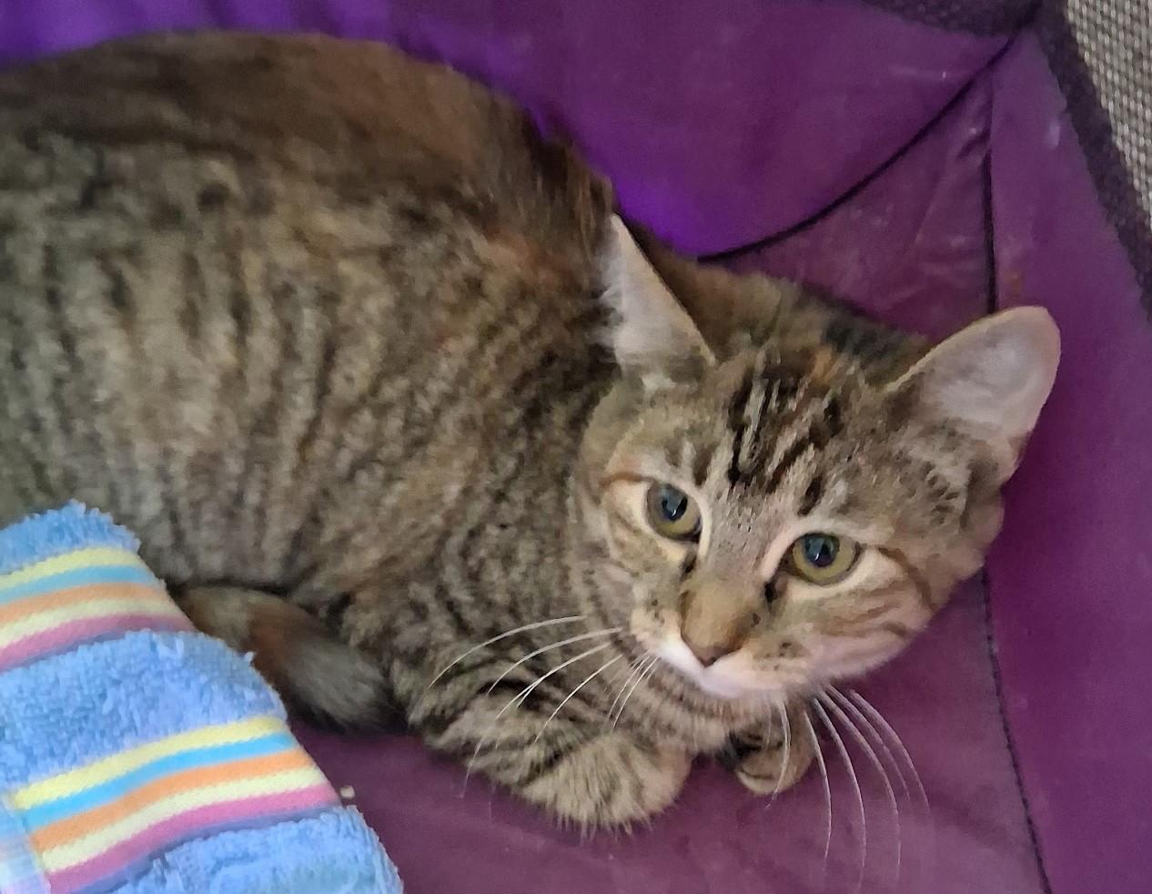 Enlarge Snickers, a Adoptable Domestic Short Hair in Avon, NY image 2/3