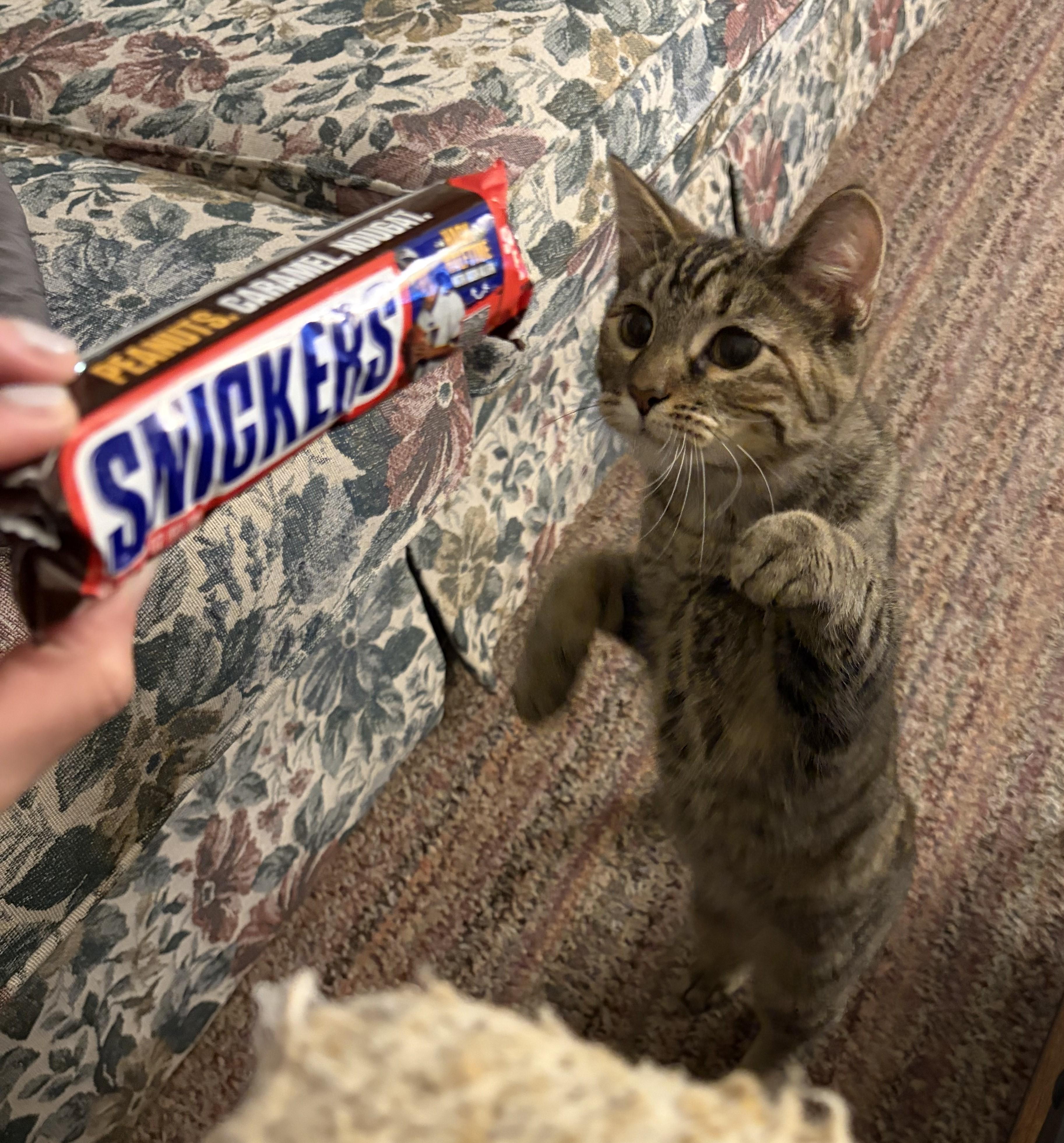 Snickers, Adoptable, Kitten Female Domestic Short Hair.