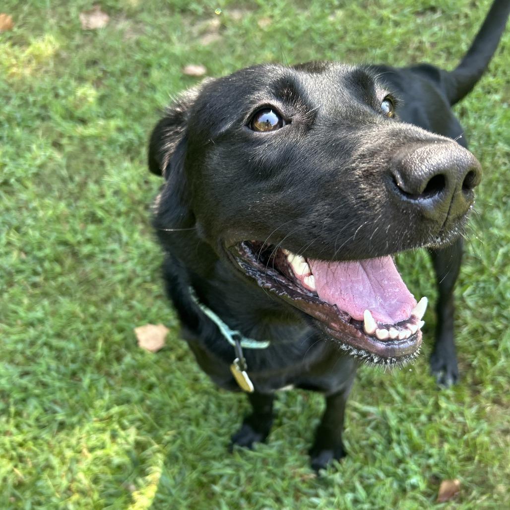 Splenda, Adoptable, Adult Female Mixed Breed.