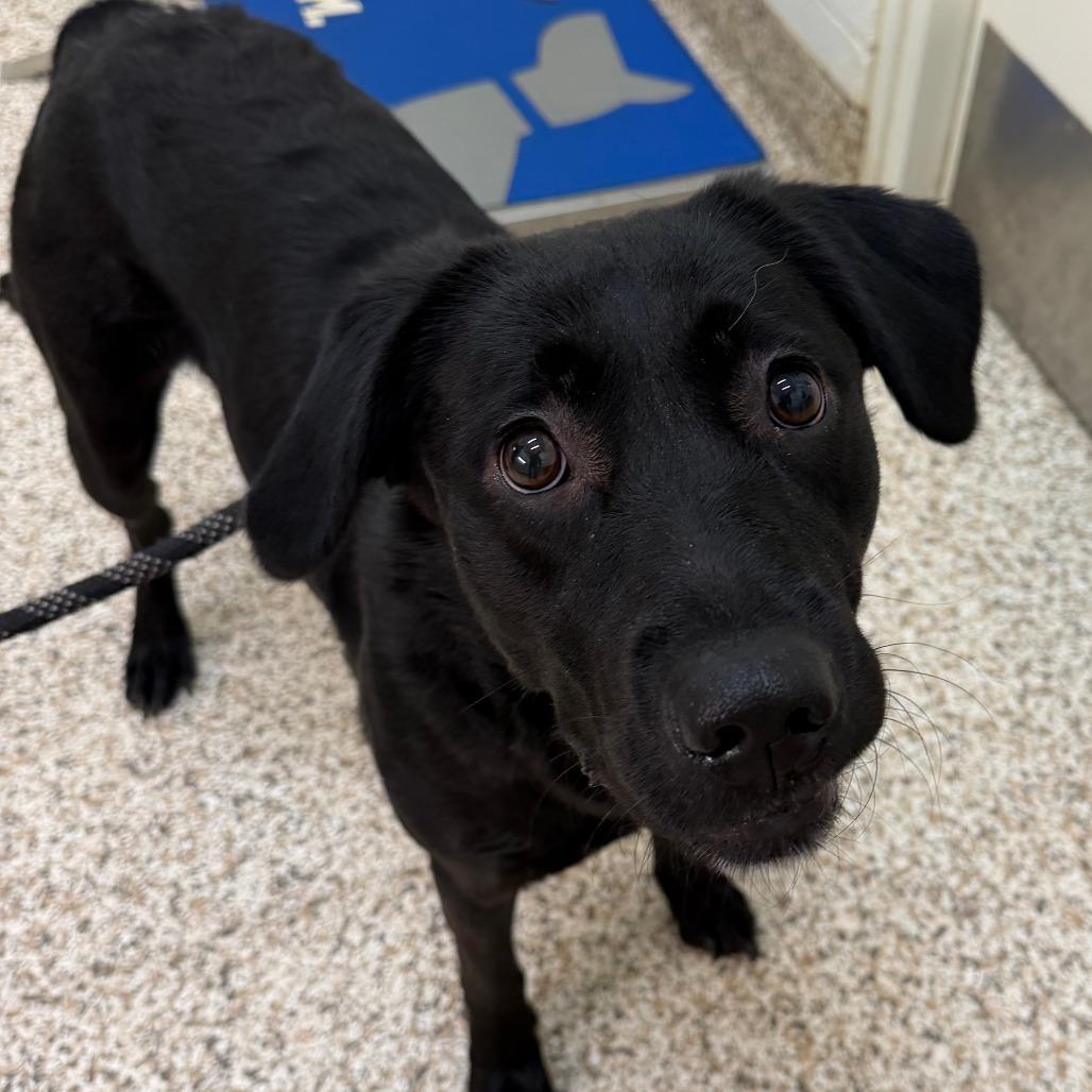 Enlarge Splenda, a Adoptable Mixed Breed in Auburn, AL image 2/6