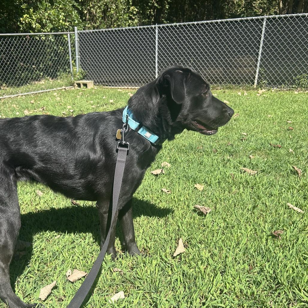 Enlarge Splenda, a Adoptable Mixed Breed in Auburn, AL image 3/6