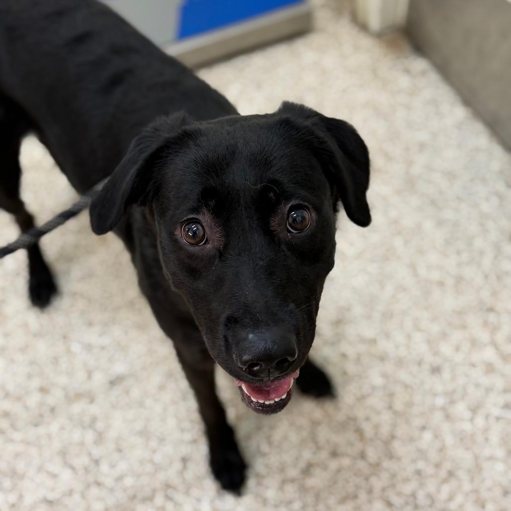 Enlarge Splenda, a Adoptable Mixed Breed in Auburn, AL image 4/6