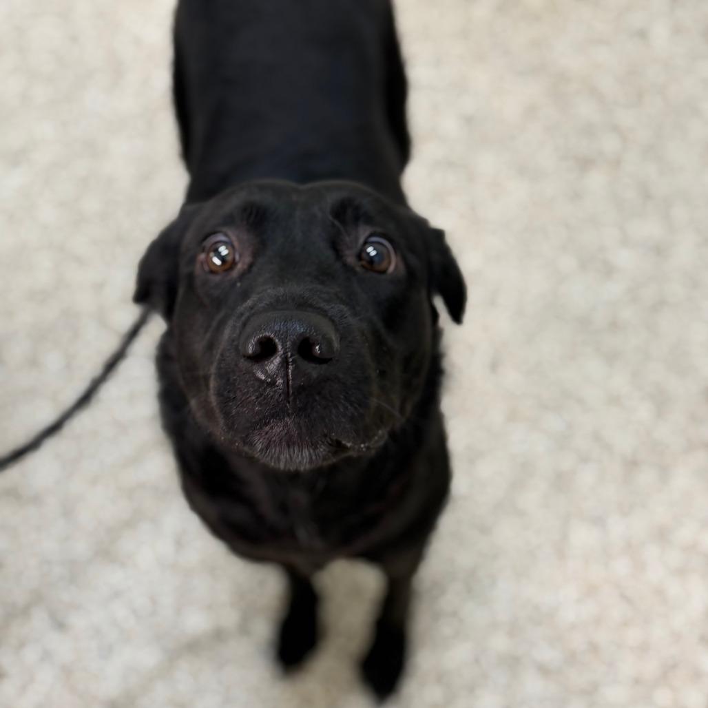 Enlarge Splenda, a Adoptable Mixed Breed in Auburn, AL image 5/6