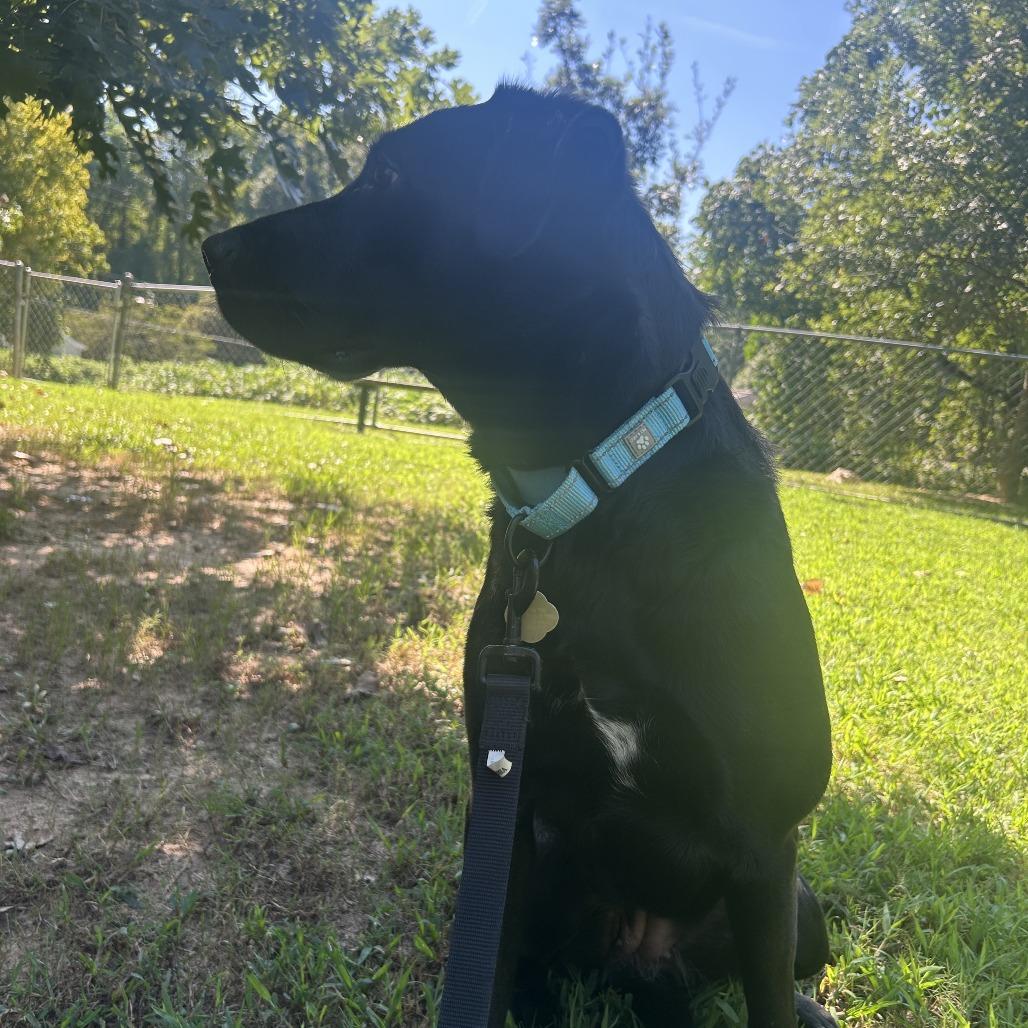 Enlarge Splenda, a Adoptable Mixed Breed in Auburn, AL image 6/6