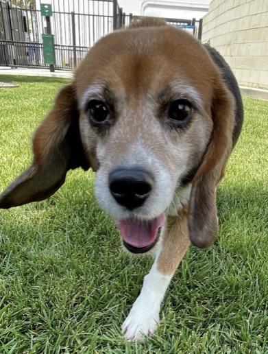 Kobe, Adoptable, Adult Male Beagle.
