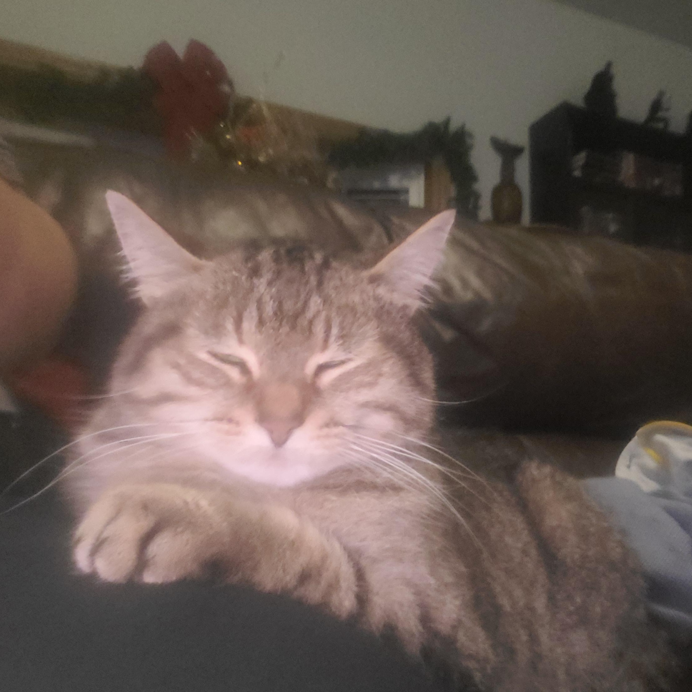 Enlarge Sugar, a ADOPTABLE Tabby in Hamilton, ON image 6/6