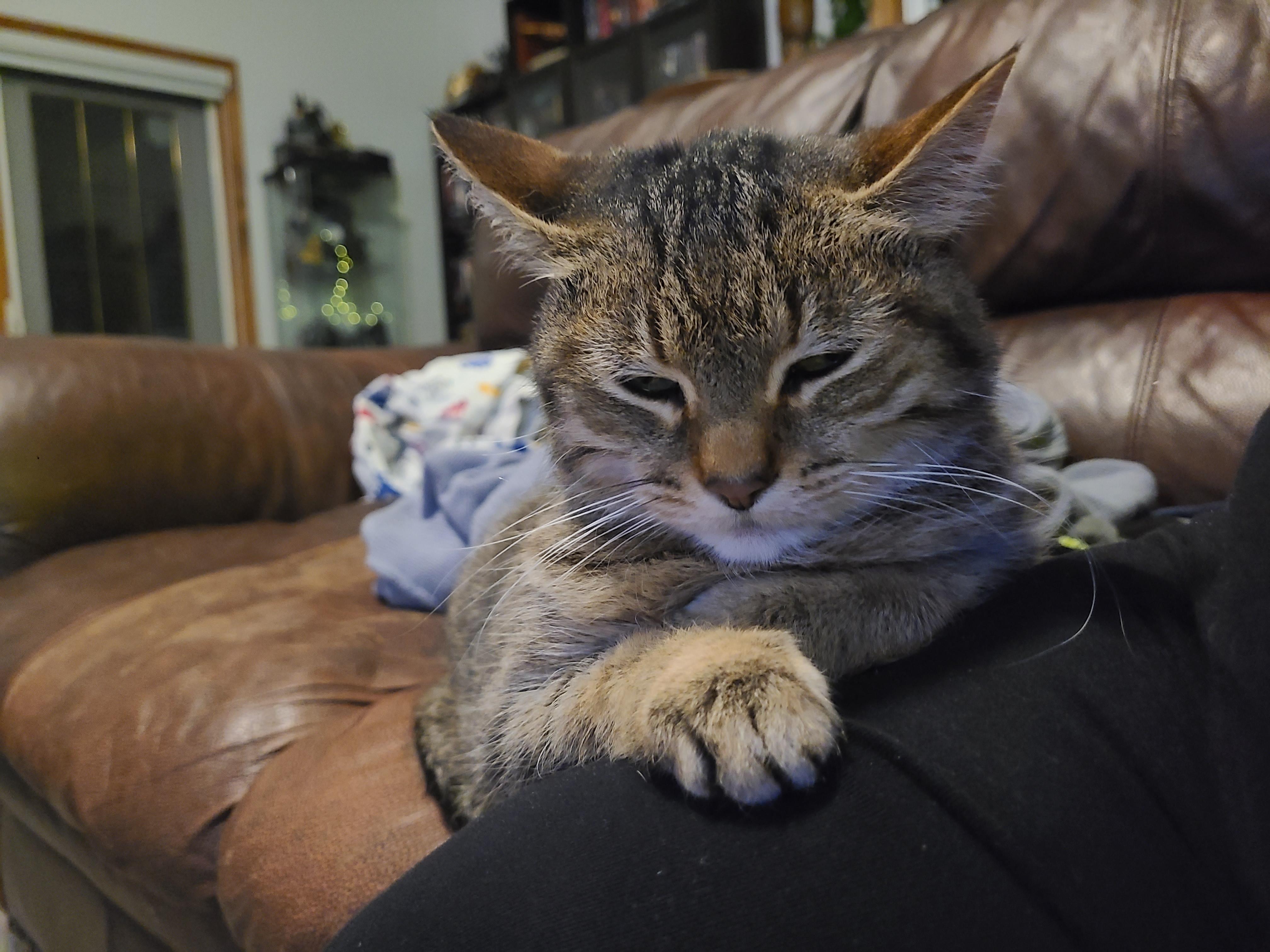 Enlarge Sugar, a ADOPTABLE Tabby in Hamilton, ON image 2/6