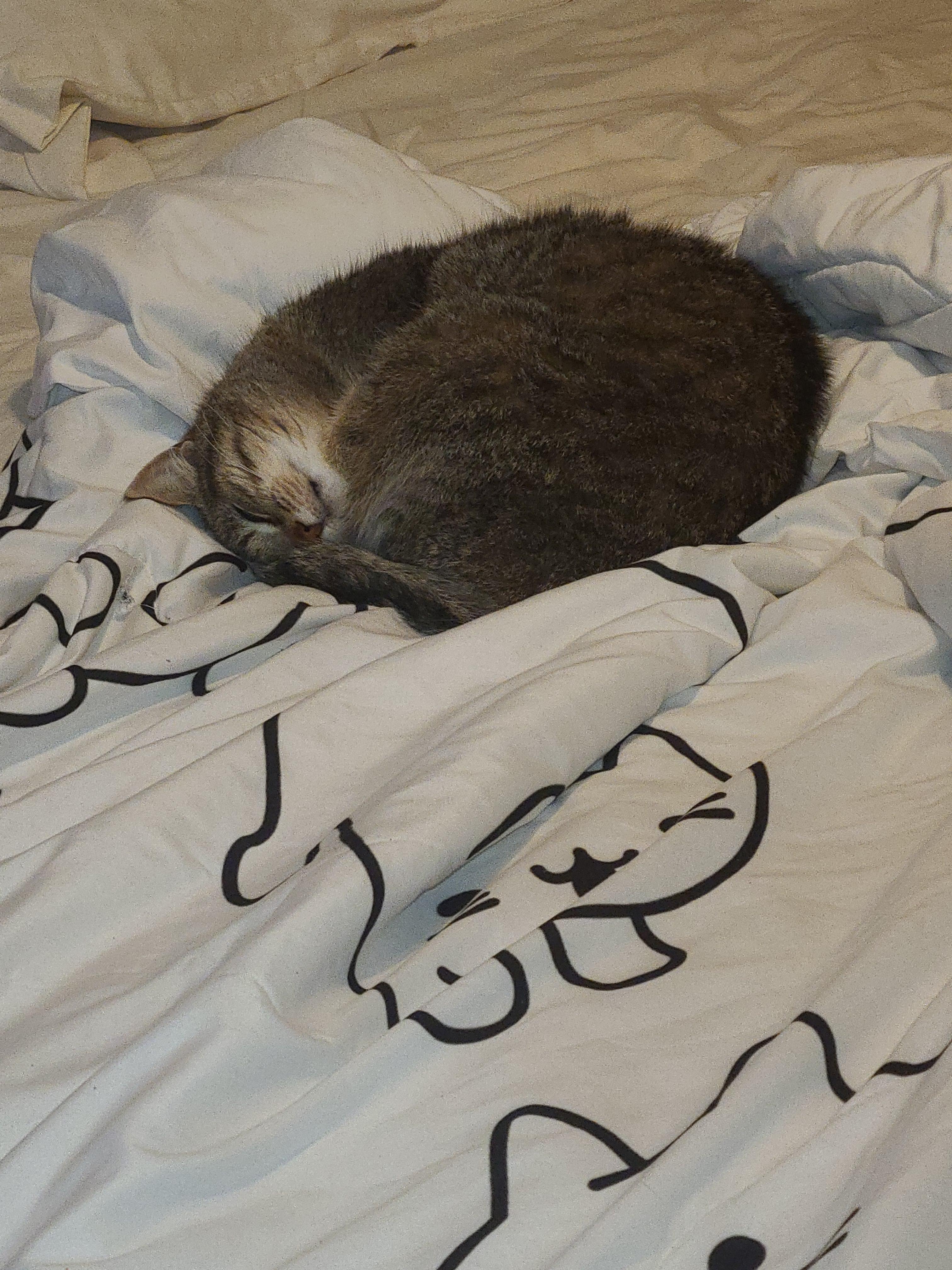 Enlarge Sugar, a ADOPTABLE Tabby in Hamilton, ON image 3/6