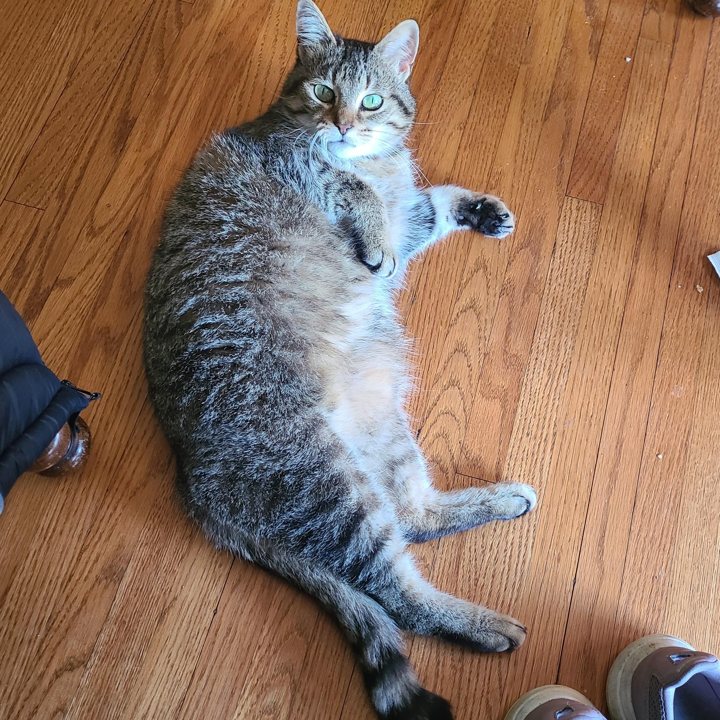 Sugar, ADOPTABLE, Adult Female Tabby.