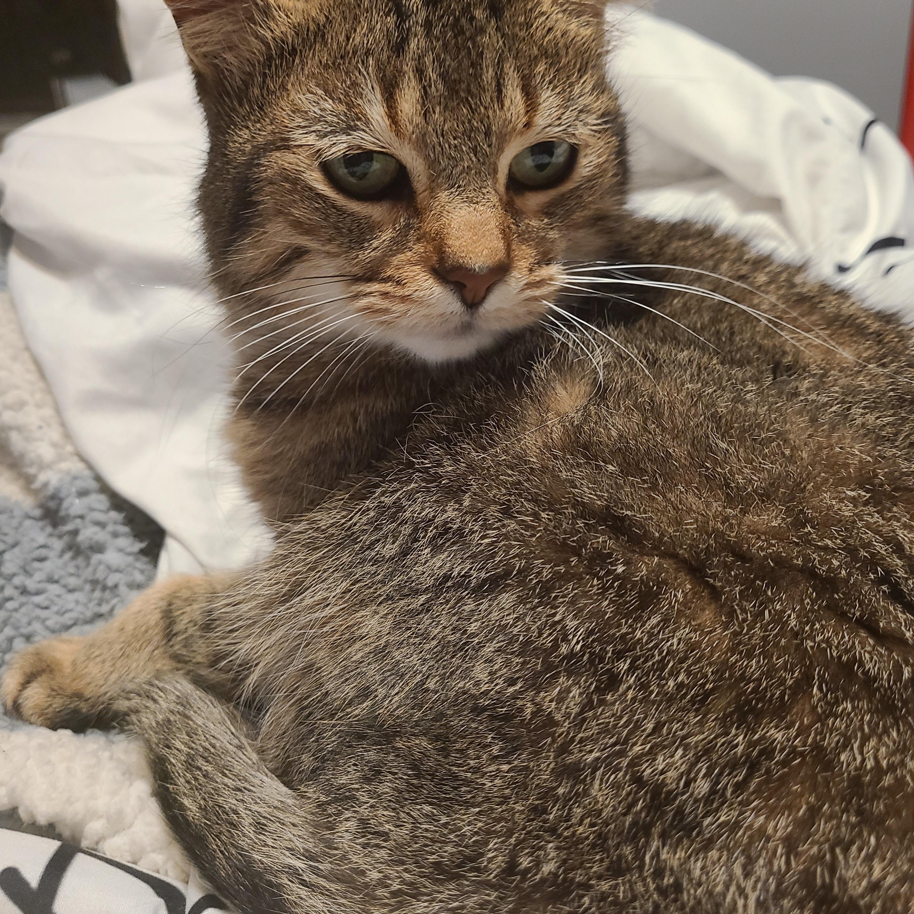 Enlarge Sugar, a ADOPTABLE Tabby in Hamilton, ON image 5/6