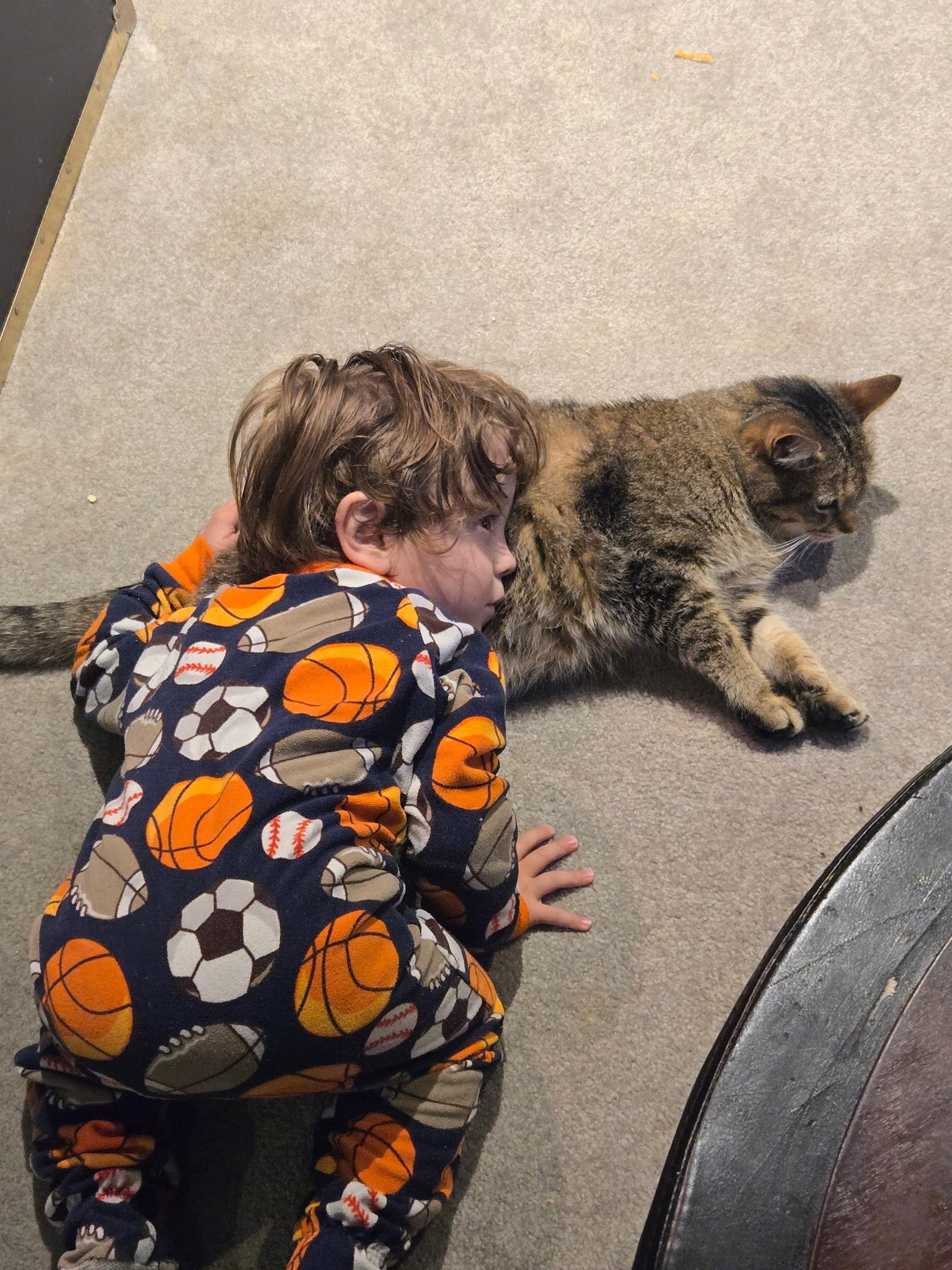 Enlarge Sugar, a ADOPTABLE Tabby in Hamilton, ON image 4/6