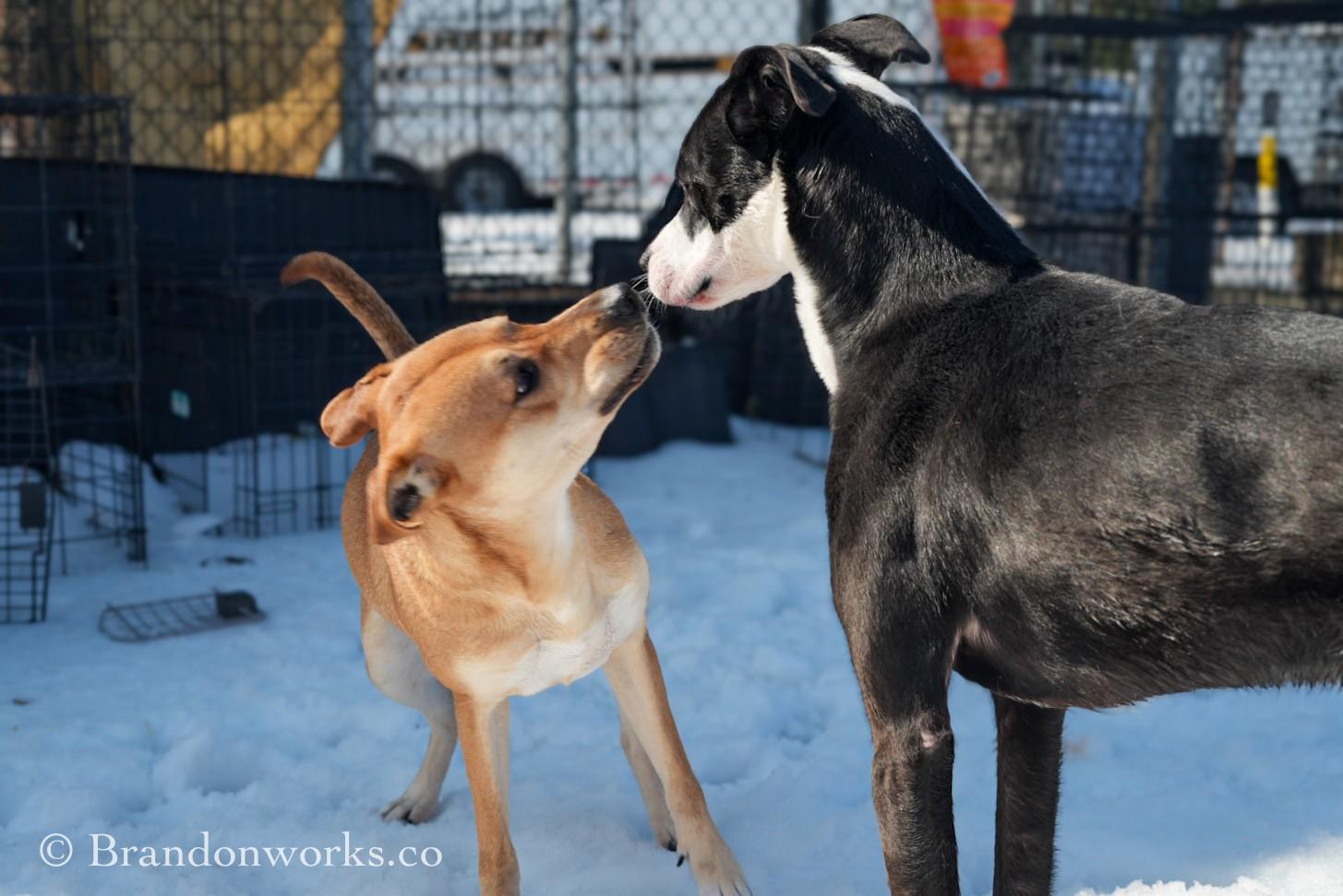 Enlarge Brixx **UPDATED PICS**, an adopted mixed breed in Stafford, VA image 2/6