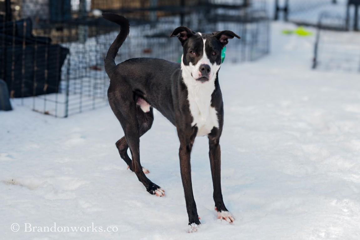 Enlarge Brixx **UPDATED PICS**, an adopted mixed breed in Stafford, VA image 6/6