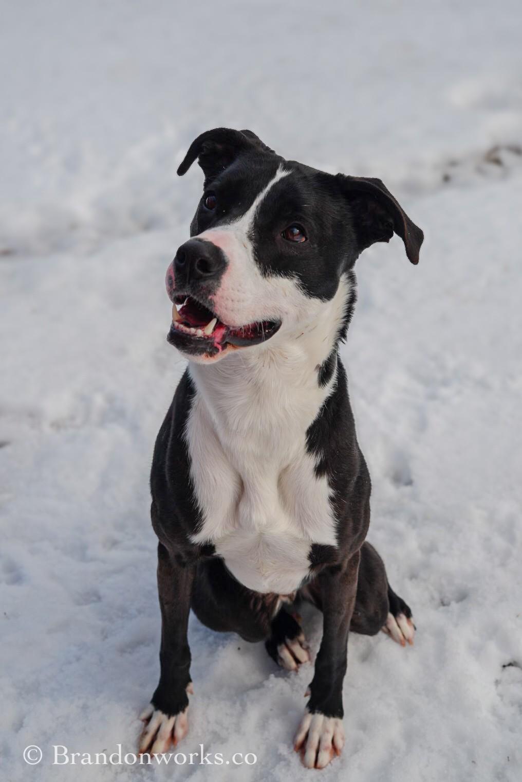 Enlarge Brixx **UPDATED PICS**, an adopted mixed breed in Stafford, VA image 3/6