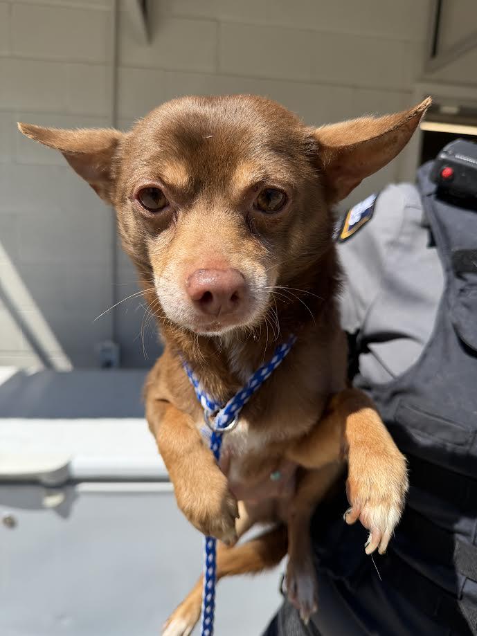 Reed, ADOPTABLE, Adult Male Chihuahua.