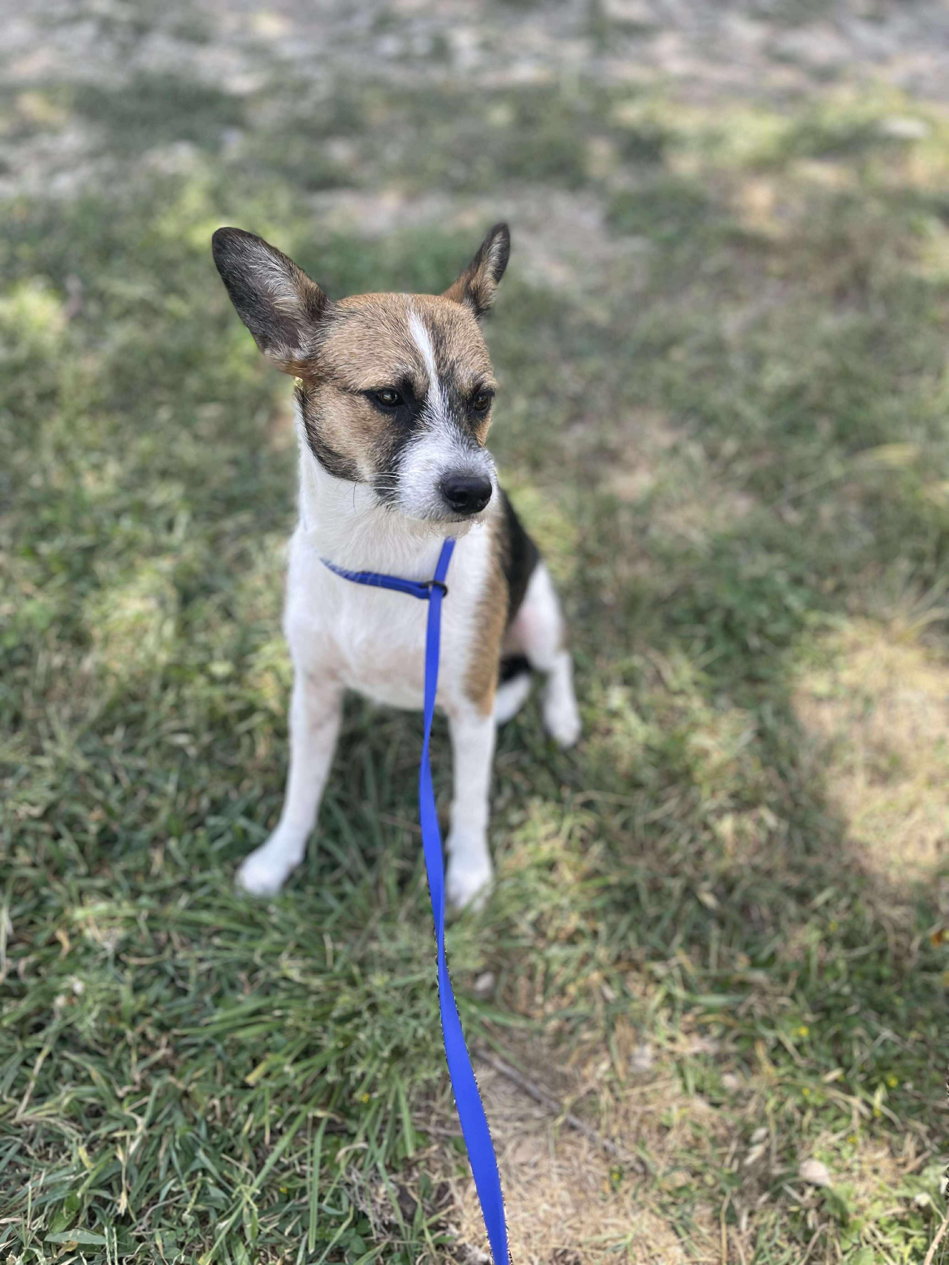 Enlarge Foxie, an adopted Wirehaired Terrier in Center Point, TX image 1/3