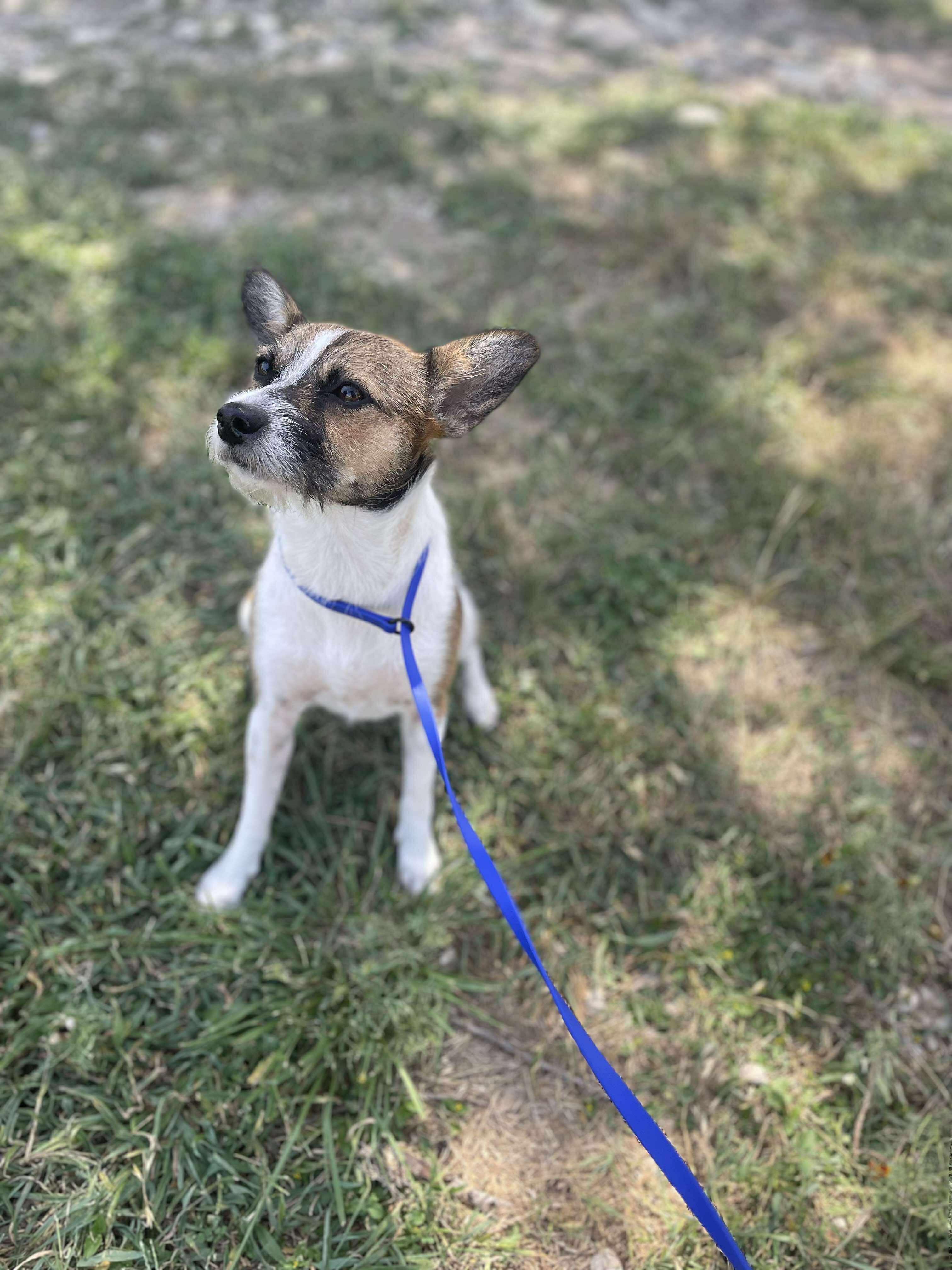Enlarge Foxie, an adopted Wirehaired Terrier in Center Point, TX image 2/3