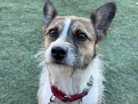 Enlarge Foxie, an adopted Wirehaired Terrier in Center Point, TX image 3/3