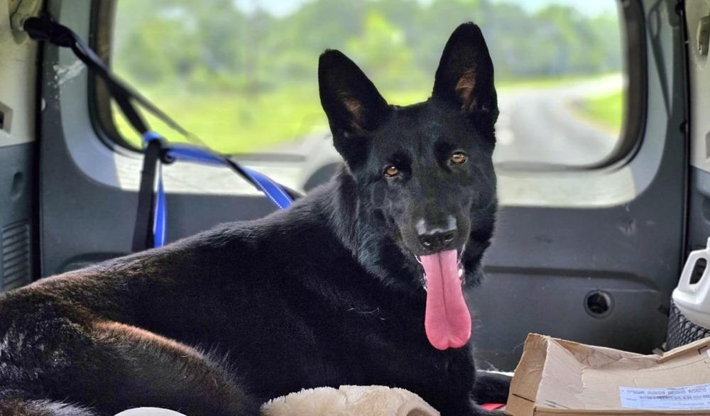 Enlarge Raina, a Adoptable German Shepherd Dog in Nokomis, FL image 1/1