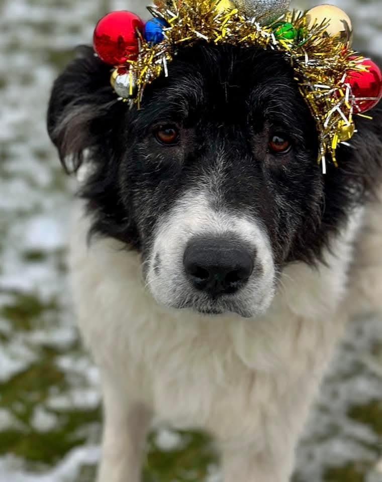 Cookie, Adoptable, Adult Female Shepherd.