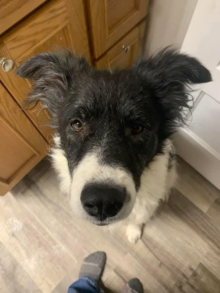 Cookie, a Adoptable mixed breed in Wausau, WI image 2/6