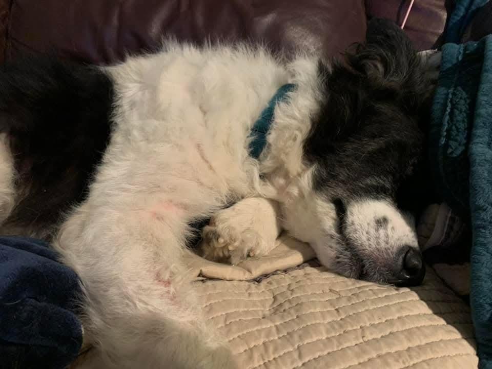 Cookie, a Adoptable mixed breed in Wausau, WI image 3/6