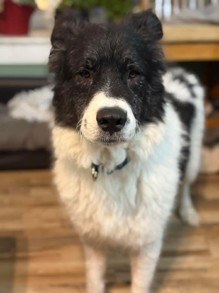 Cookie, a Adoptable mixed breed in Wausau, WI image 4/6