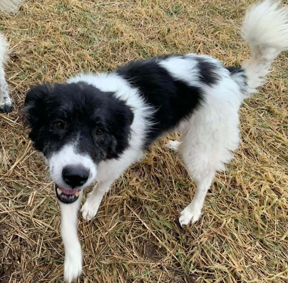 Cookie, a Adoptable mixed breed in Wausau, WI image 5/6