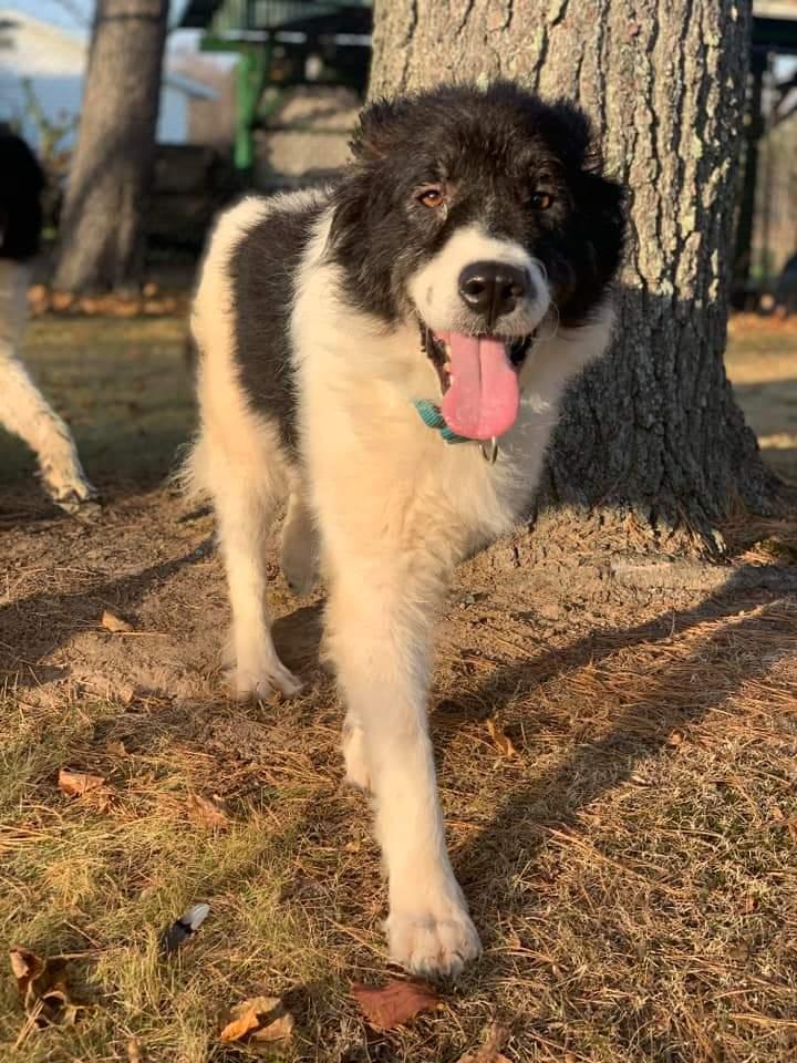 Cookie, a Adoptable mixed breed in Wausau, WI image 6/6