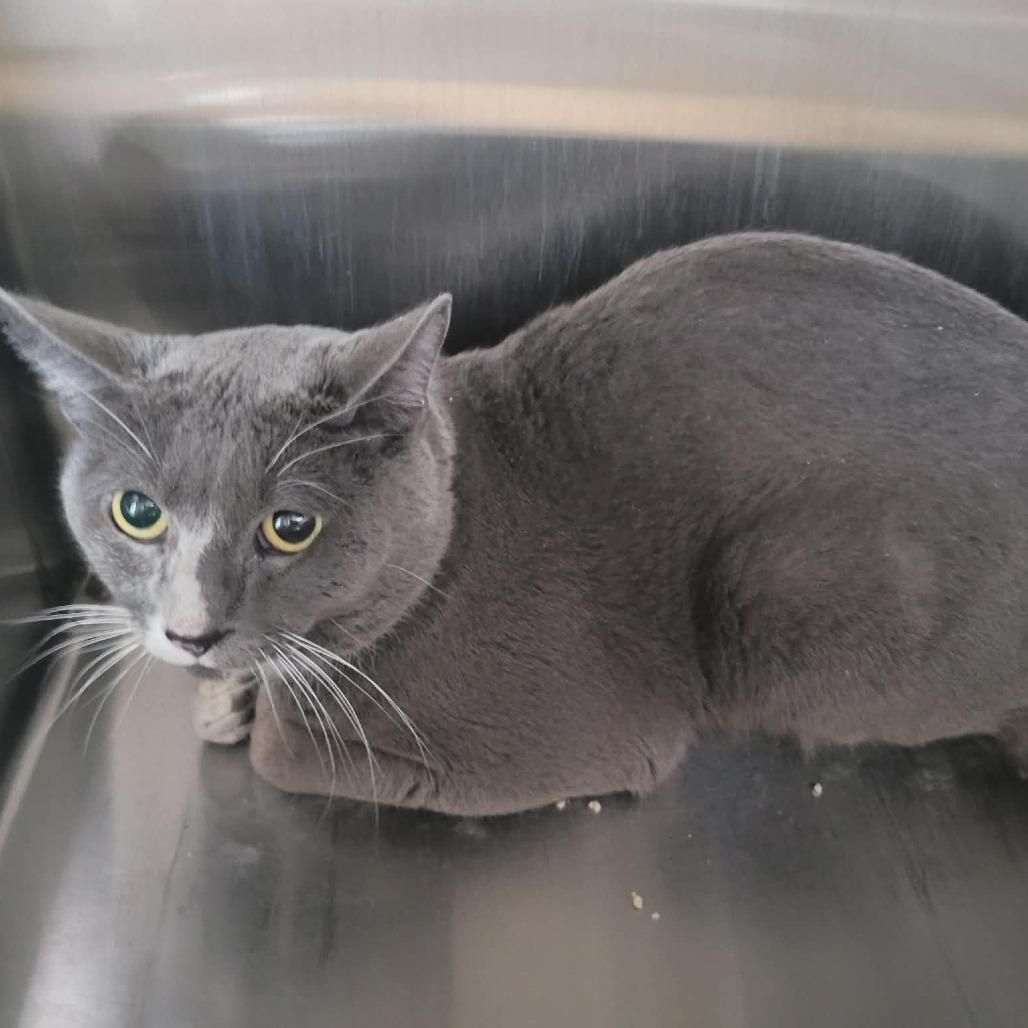 Caty McCatface, Adoptable, Young Male Domestic Short Hair.