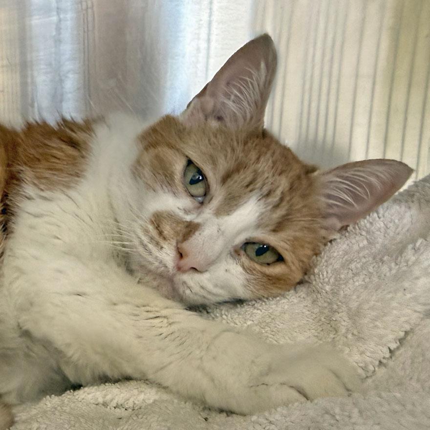 Enlarge Lucy, an adopted Domestic Short Hair in E Falmouth, MA image 3/4