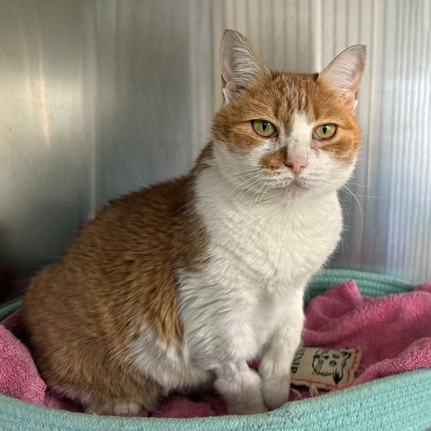 Enlarge Lucy, an adopted Domestic Short Hair in E Falmouth, MA image 2/4