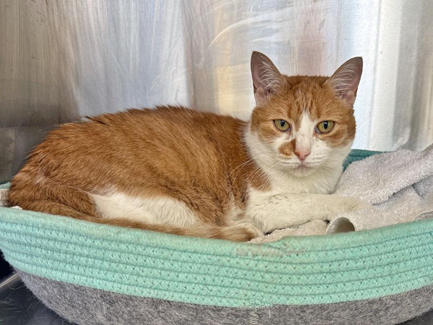 Enlarge Lucy, an adopted Domestic Short Hair in E Falmouth, MA image 4/4