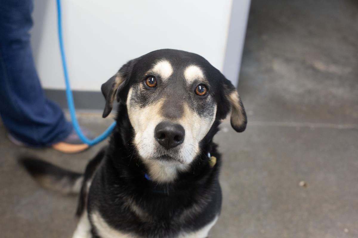 Enlarge Bark Twain, a Adoptable mixed breed in Mountain Home, AR image 1/1