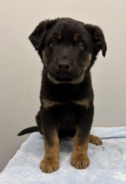 Lola, adopted, Young Female German Shepherd Dog.