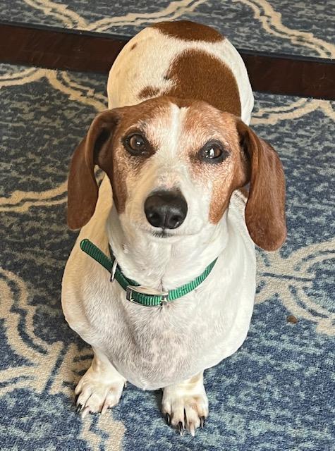 Ty  -  So Ca, Adoptable, Adult Male Dachshund.