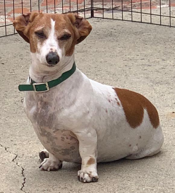 Enlarge Ty  -  So Ca, a Adoptable Dachshund in Los Angeles, CA image 2/3